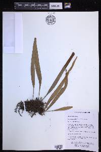 Pyrrosia longifolia image