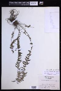 Amauropelta physematioides image