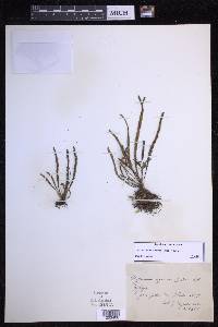 Leucotrichum organense image