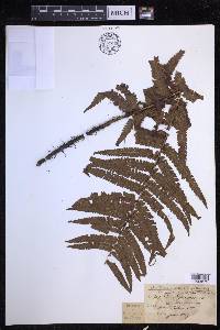 Dryopteris fuscoatra image