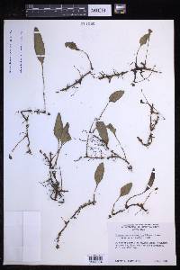 Elaphoglossum squamipes image