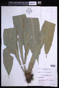 Elaphoglossum latum image