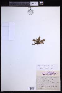 Elaphoglossum hayesii image