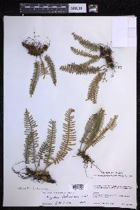 Pleopeltis furfuracea image