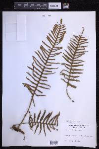 Pleopeltis rosei image