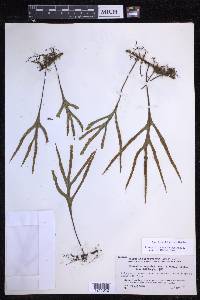 Pleopeltis angusta image
