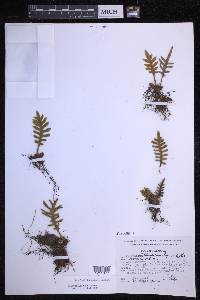 Pleopeltis thyssanolepis image