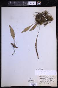 Selliguea heterocarpa image