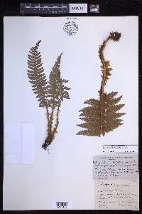 Polystichum hillebrandii image