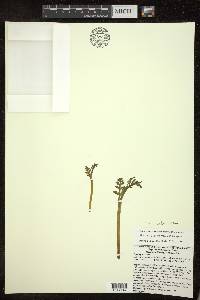 Botrychium matricariifolium image