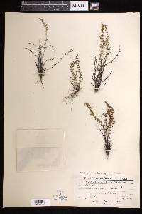 Asplenium exiguum subsp. yunnanense image