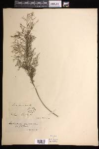 Asplenium daucifolium image