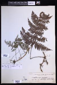 Davallia hymenophylloides image