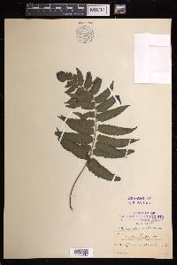 Hymenasplenium obtusifolium image