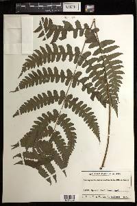 Cornopteris decurrentialata image