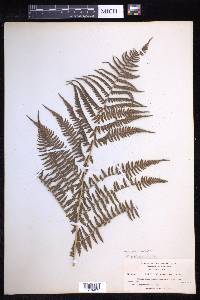 Dryopteris arguta image