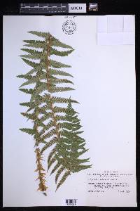 Polystichum andersonii image