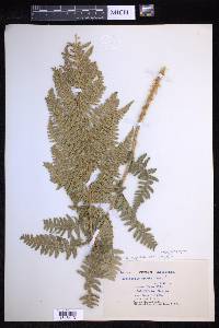 Dryopteris arguta image