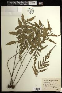 Asplenium lobulatum image