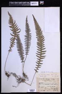 Phegopteris decursive-pinnata image