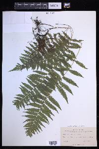 Coryphopteris simulata image