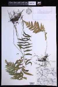 Coryphopteris simulata image