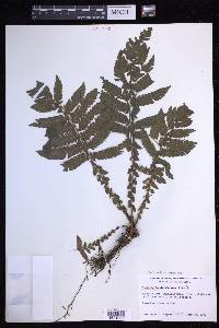 Steiropteris deltoidea image