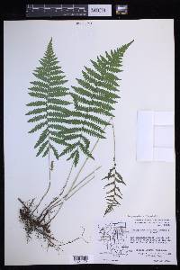 Coryphopteris simulata image