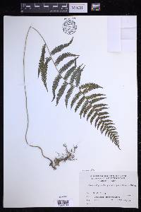 Parathelypteris image