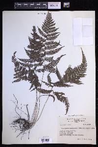 Parathelypteris image