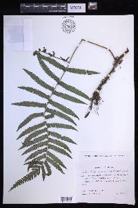 Christella acuminata image