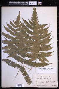 Steiropteris polypodioides image