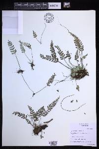 Asplenium bipinnatifidum image