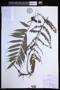 Asplenium marattioides image