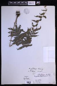 Sphaerostephanos confertus image