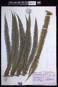 Sphaerostephanos polycarpus image