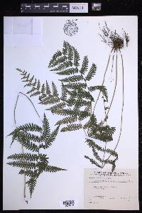 Metathelypteris gracilescens image