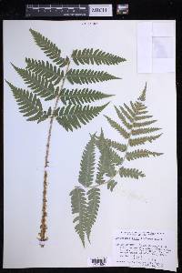 Dryopteris celsa image