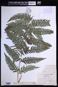 Dryopteris celsa image