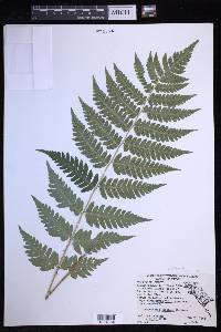 Dryopteris clintoniana image