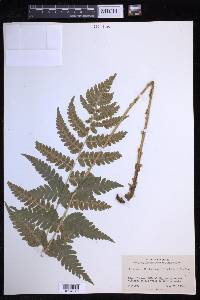 Dryopteris clintoniana image