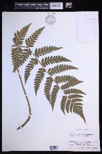 Dryopteris clintoniana image