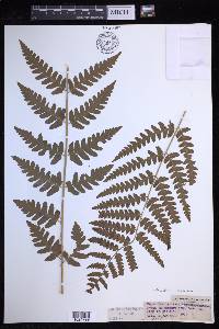 Dryopteris clintoniana image