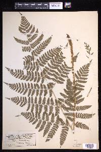 Dryopteris campyloptera image