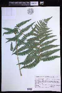 Dryopteris celsa image