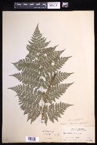 Dryopteris campyloptera image