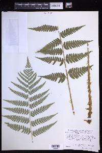 Dryopteris celsa image