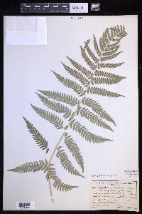 Dryopteris arguta image