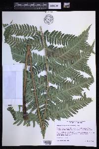 Dryopteris goldieana image