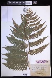 Dryopteris goldieana image